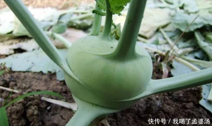 农村|农村的这种蔬菜,吃半个就满足一天营养,城里人想吃还买不到