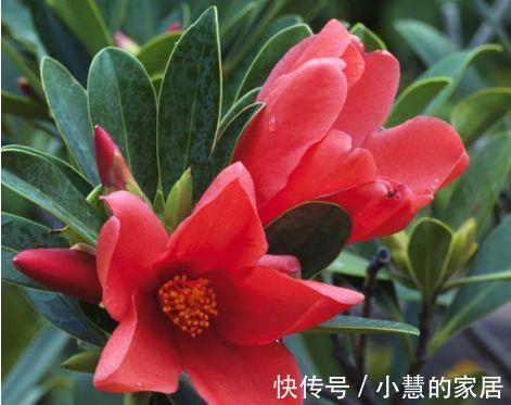 农历|农历6月30号起,最适合养这些花,花期达半年,随意养都爆盆