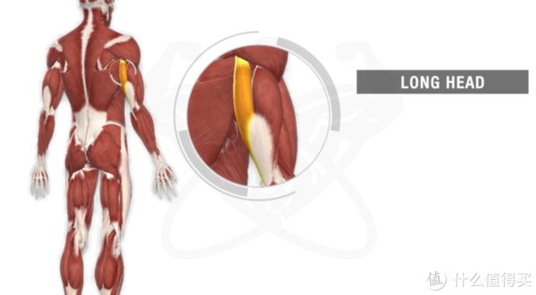 动作|只有哑铃，该如何训练肱三头肌？