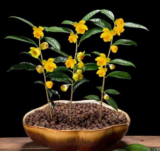 你见过“金茶花”吗？它可是一种珍稀植物，样子绝对惊艳你的双眼