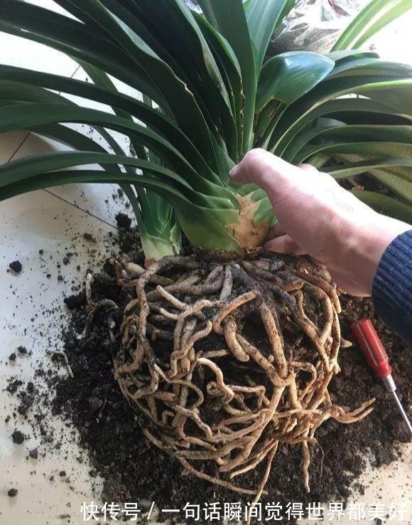 君子兰秋天如此做,叶色格外油亮,白根蹭蹭长,不夹箭开花数量多