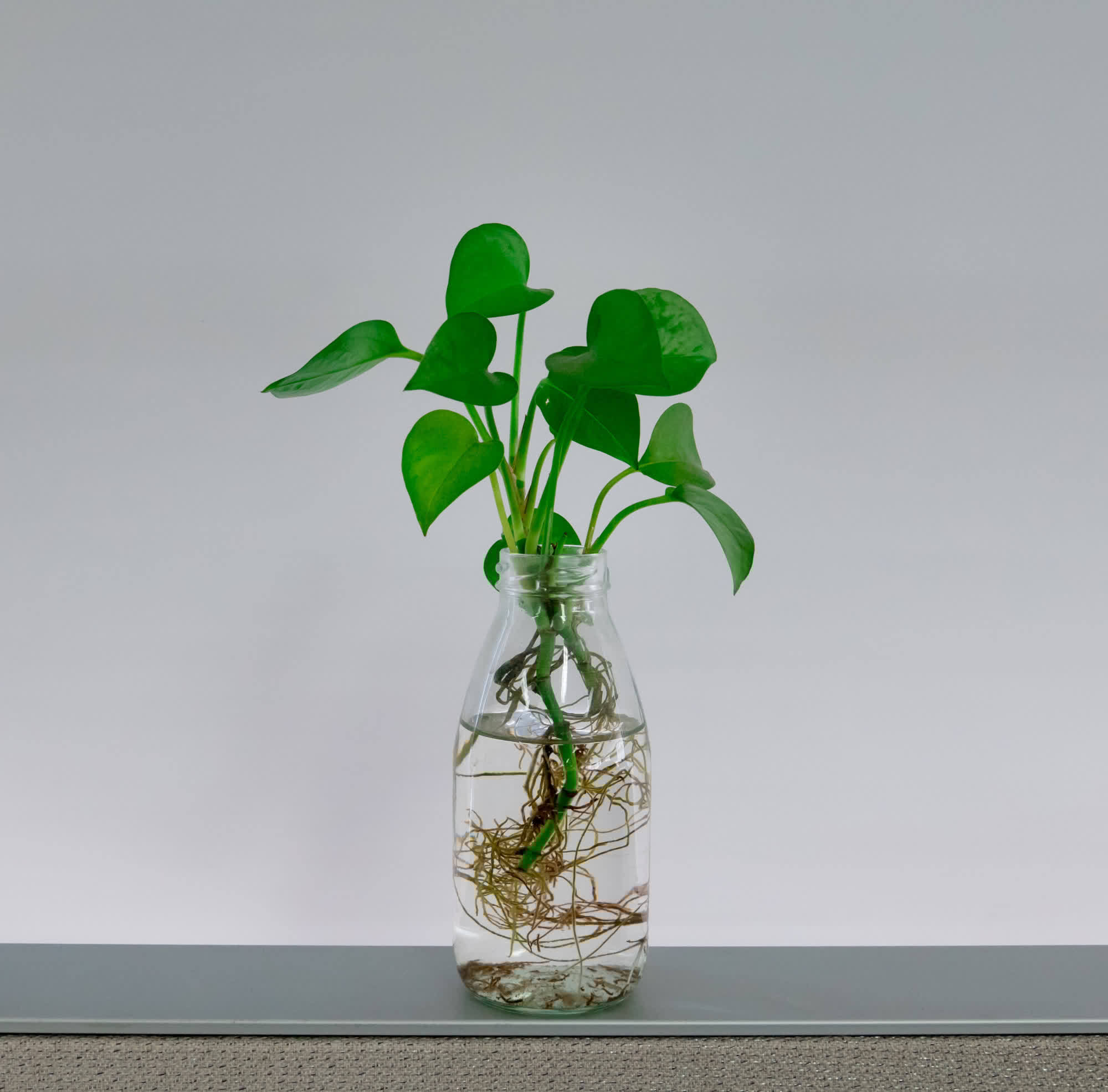 绿萝快速生长,环境很关键,做好这4点就行