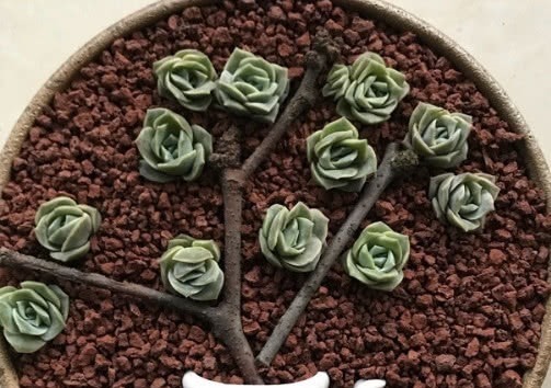 生根|多肉可爱玫瑰如何叶插教你3个小步骤,叶插生根快越长越旺盛