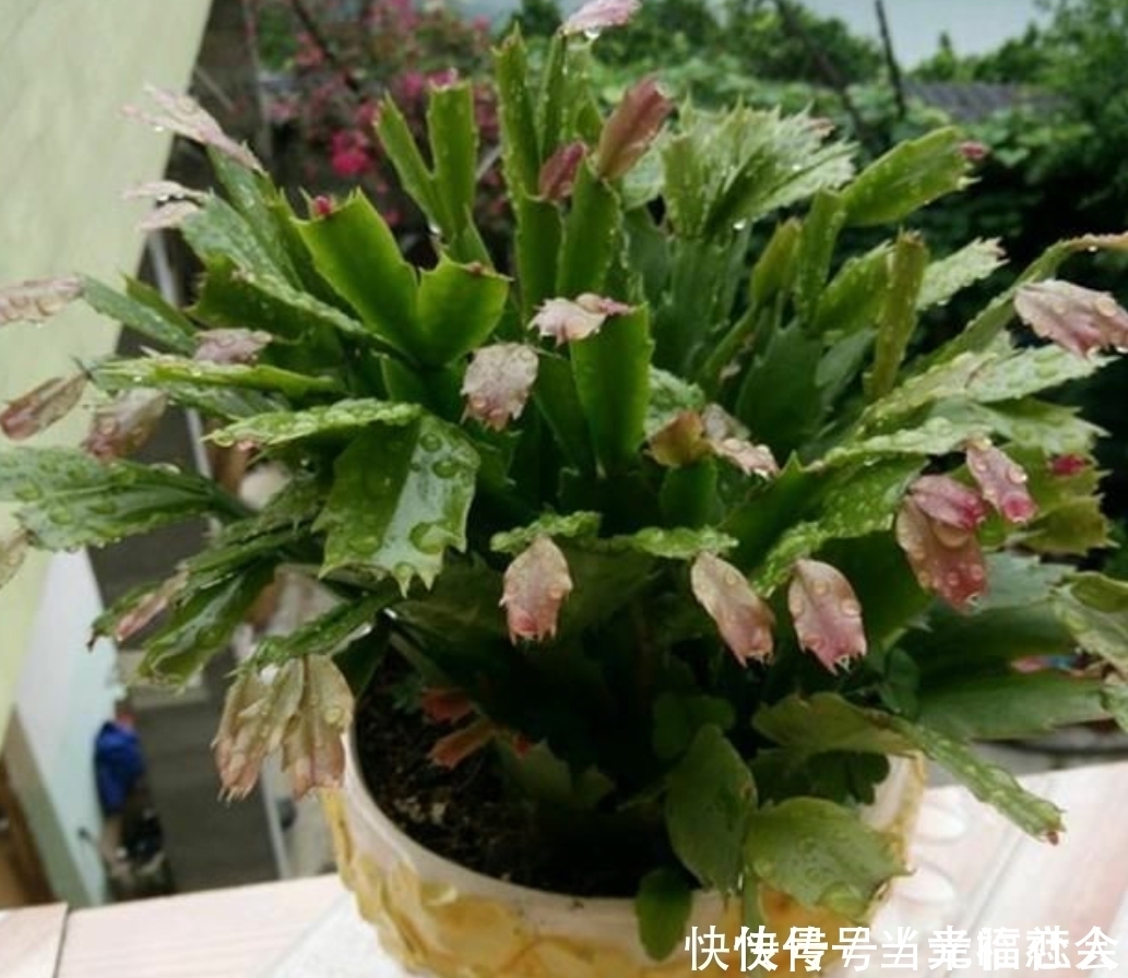 花友们|这四种花最怕过夏天,提前做好度夏保护,秋凉又开花