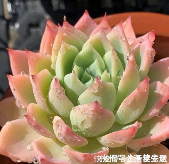 诀窍|多肉易出问题,就是根没养好,2个养根诀窍,肉肉晶莹剔透