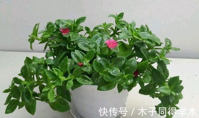 生根|立秋后,建议扦插6种花,温度适宜“利于”生根,成活率高