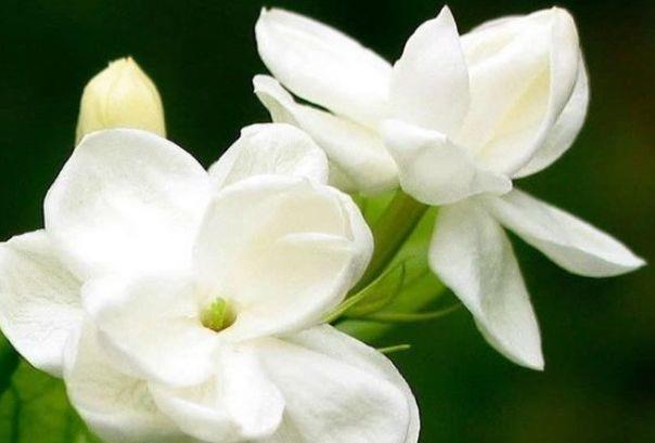 4种花超美的，开花挂满枝头，惊艳如花球