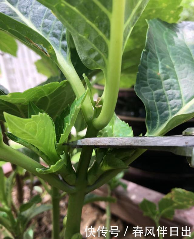 春天买绣球,“老的”不如小的好,便宜好养,开花劲头大