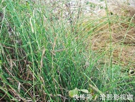 节草|随处可见的“节节草”有大功效！坚持服用一个月，解决多年烦恼！