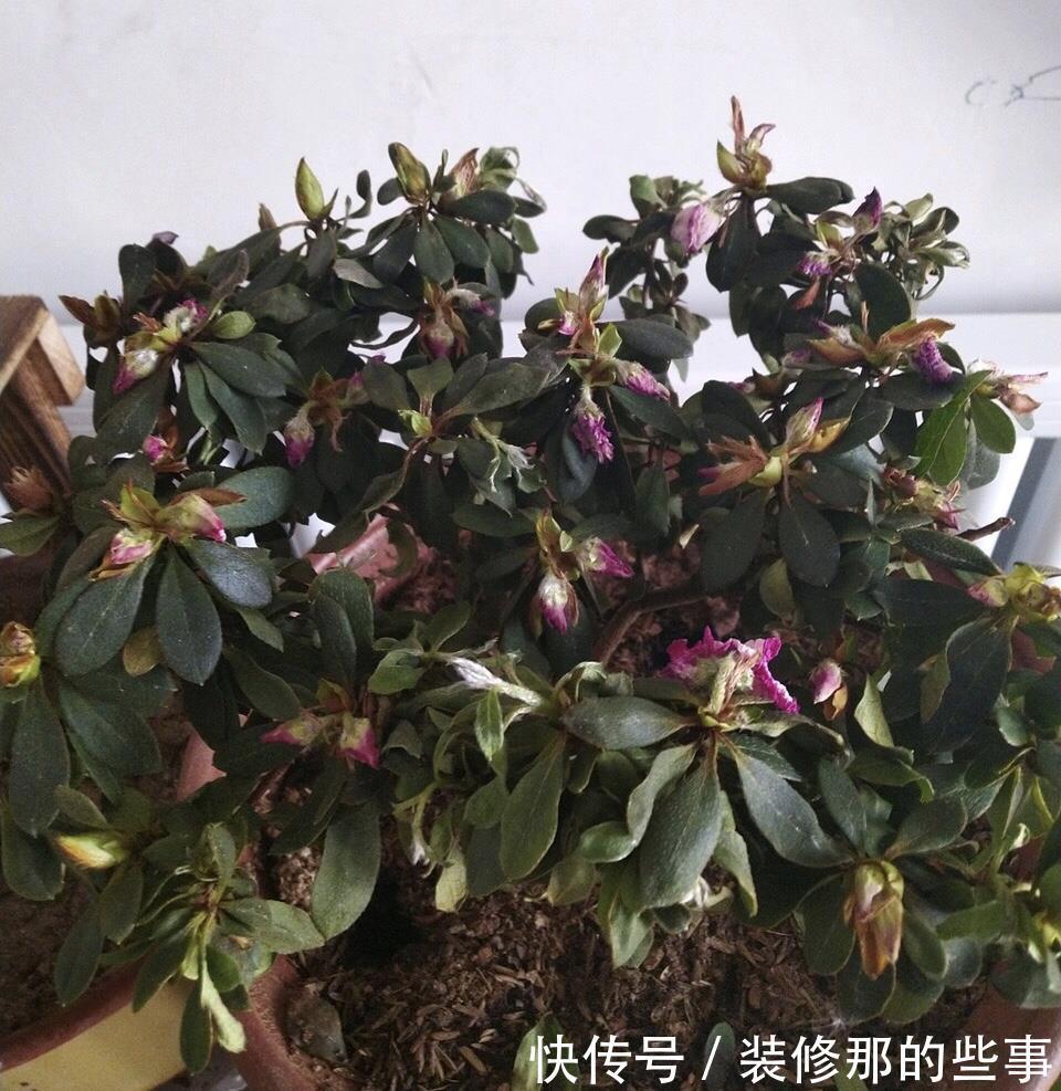 茶花|6种“娇气花”，天热谨慎买，回家就掉花苞，养不活太后悔