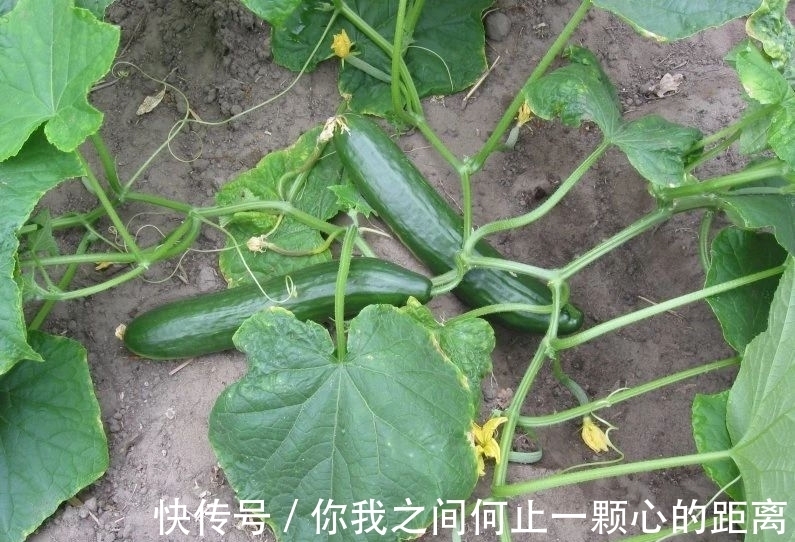 植株|为什么家里的瓜叶菊养一段时间就会枯萎，如何让它开花更久？