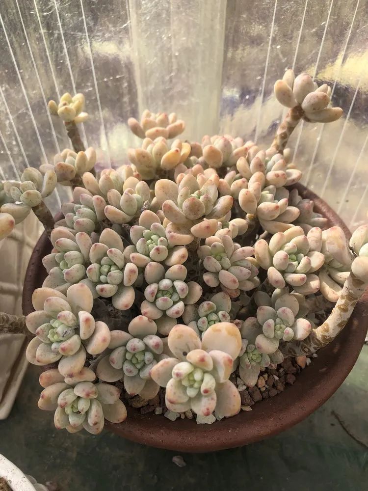 多肉小白三年励志对比养自己的花,爱自己的宇宙!