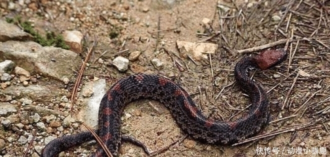 动物|农村这8种动物最好不要碰, 尤其是最后看着都害怕