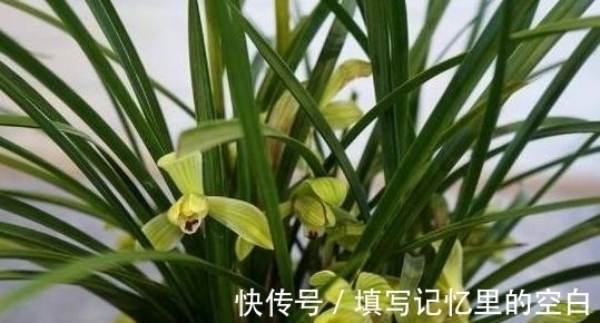 叶片|新手养兰花,这种肥最好别用,很容易“烧苗”