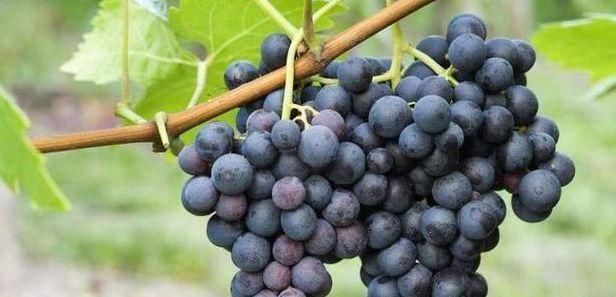 排毒|会吃的人最健康,以下3种食物经常吃,排毒消脂,抵抗衰老