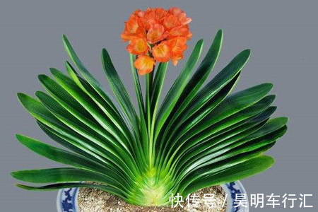 卧室种上6种花,皮实又好养,清新又干净,值得拥有