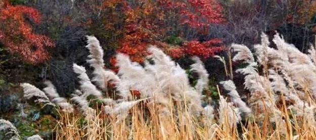 诗词|秋分时节, 遇见最美的秋分诗词!