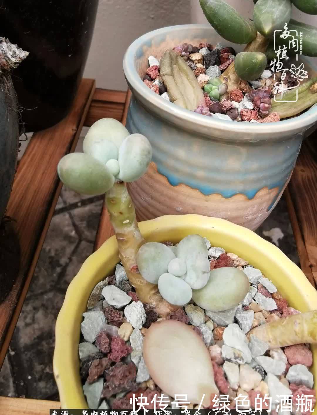 无关利益，不计得失，多肉给了我不一样的感受温暖的方式