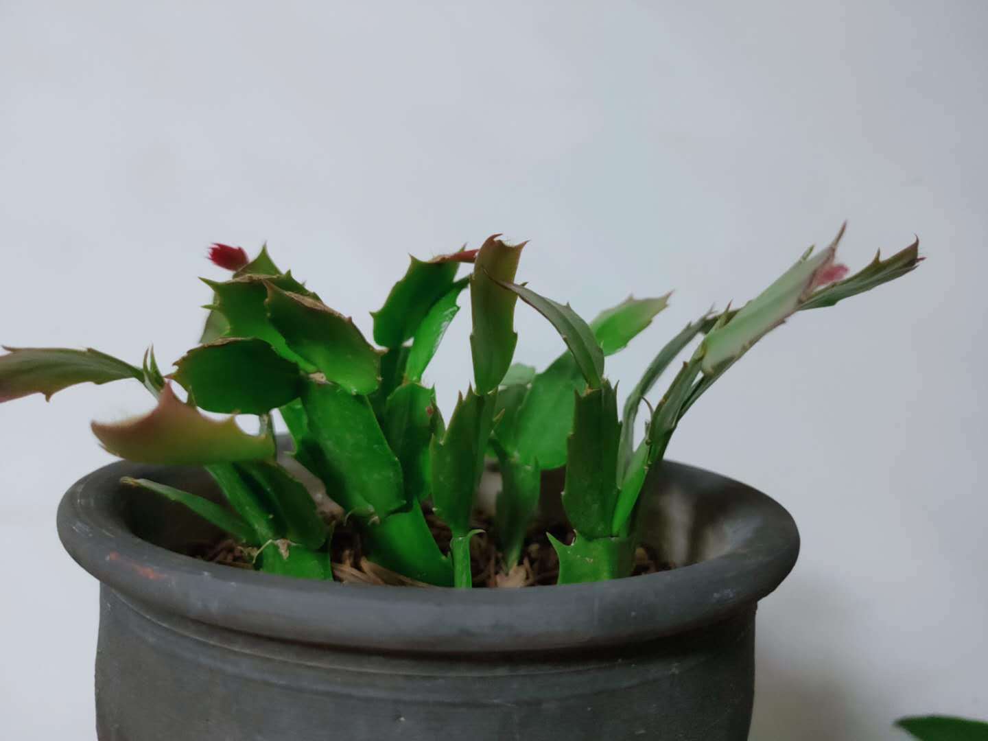  保留|蟹爪兰新长出来的叶片，保留还是揪掉，你是怎样做的？