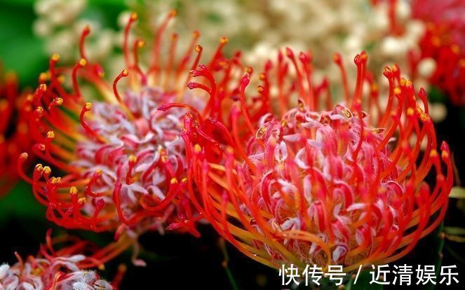 此花被誉为花中之王,是一种花开不败的鲜花!寓意着顽强的生命力