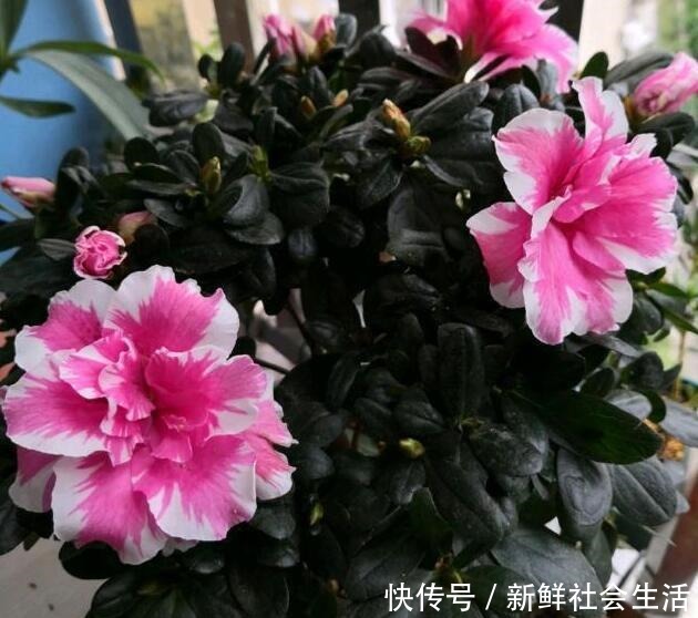 这花让人太心动,60元一盆咬牙买,冬天“赏花”全靠“它”!