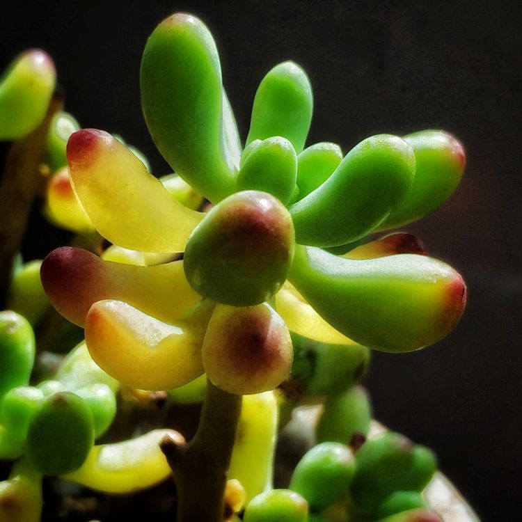 成长|与多肉一起走过的日子，见证多肉的成长过程！