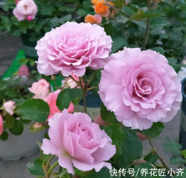 阳台上|如果你是封闭阳台,不要碰“3种花”,这个环境根本养不好