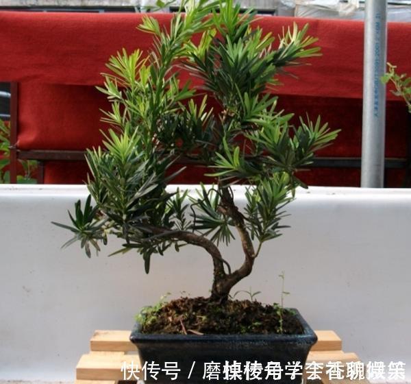 罗汉松盆景养家中，摆放禁忌要知道，放对位置好处多，放错了难活