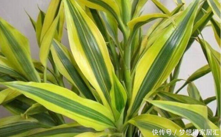 4种花是懒人的最爱,有阳光就爆盆,越养越上瘾!