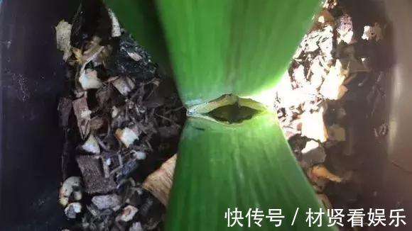 花友|君子兰、绿萝秋天“砍一刀”,呼呼冒出8个芽,赚了!