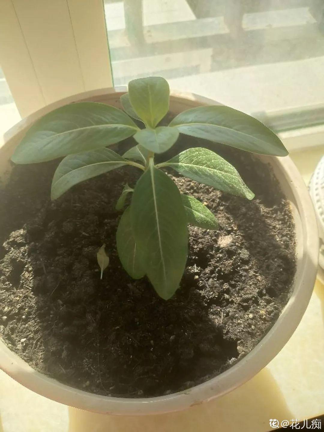 5块钱一盆的花，养1年变老桩，身价翻了上百倍！