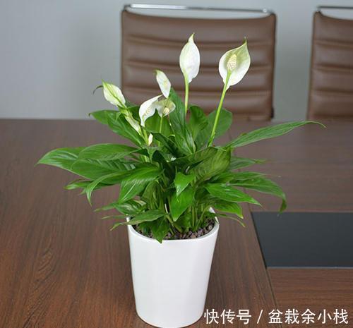 富贵竹|6种耐阴花,最怕太阳晒,家里采光不好也能养,看看你养了几种?