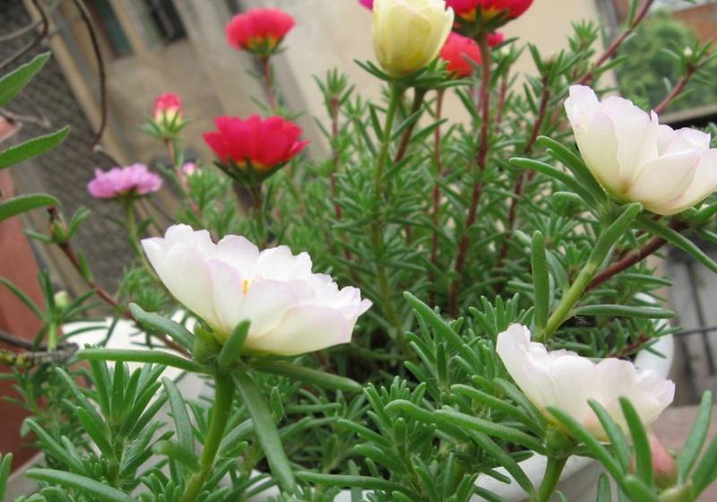 养花试试这几款,养护需要充足的光照,适应能力超强