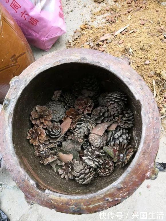 养花有必要加“底肥”吗老花匠教你这样做,植物根系又粗又壮