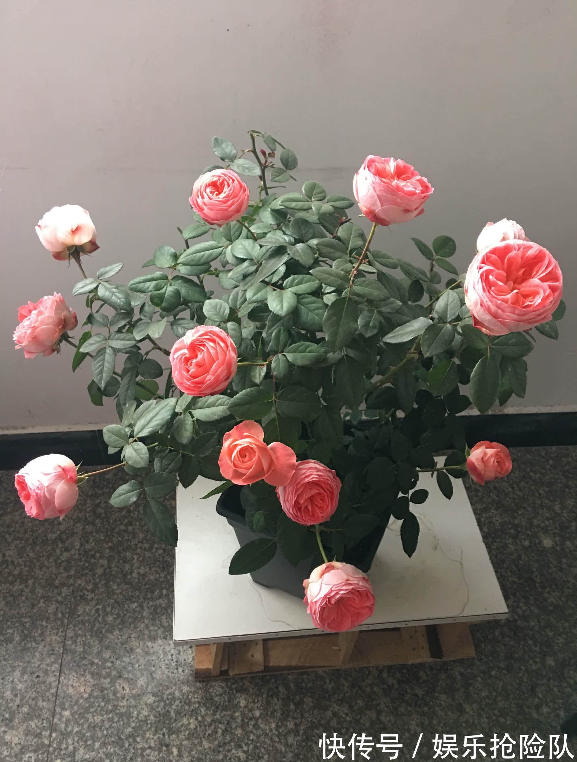 月季|养月季首选海神王阳台，9月把握住4点，花开一茬挨着一茬