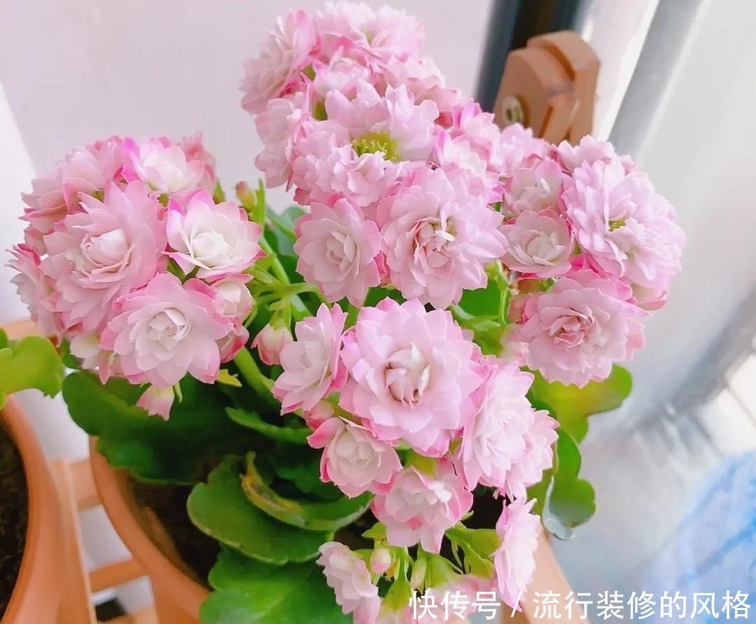 长寿花“装菜”不打花苞?注意这“三点”,花苞呼呼冒花儿满枝头