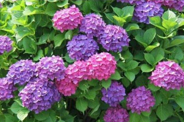 家里不妨养这些花，开花贼美丽，轻松长一大丛，花开烂漫惹人爱