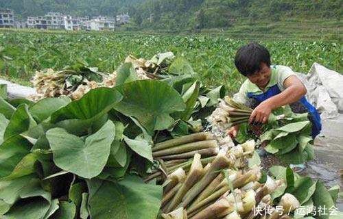 适应能力|这根杆子最不值钱，但很好吃，用胡椒粉腌鱼很好吃