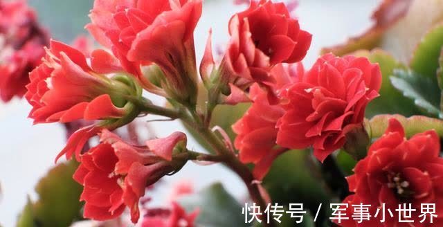 叶片|长寿花的大叶片要不要剪掉?等到出现这些情况,再动手不迟