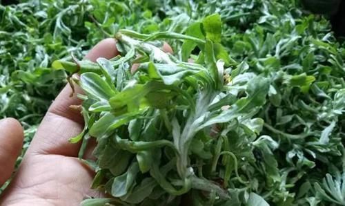 常用|女人常用艾叶煮水洗头,3大好处不请自来,别怪我没告诉你