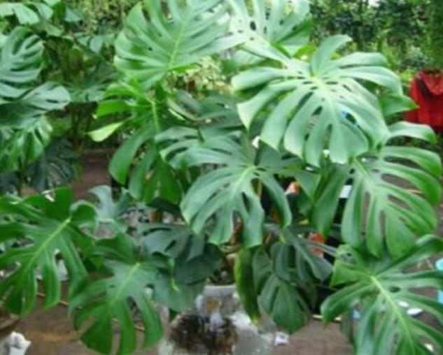  6种花，丢水里就疯长，懒人新手都能养爆盆