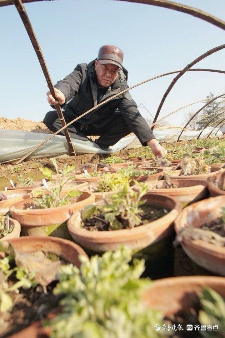 隐匿市区潜心研究养菊36年，“菊王“卞锁军的花匠情怀