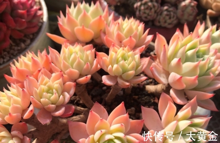 群生|网购的群生多肉散开了怎么办?不用着急,我们可以这样来解决问题