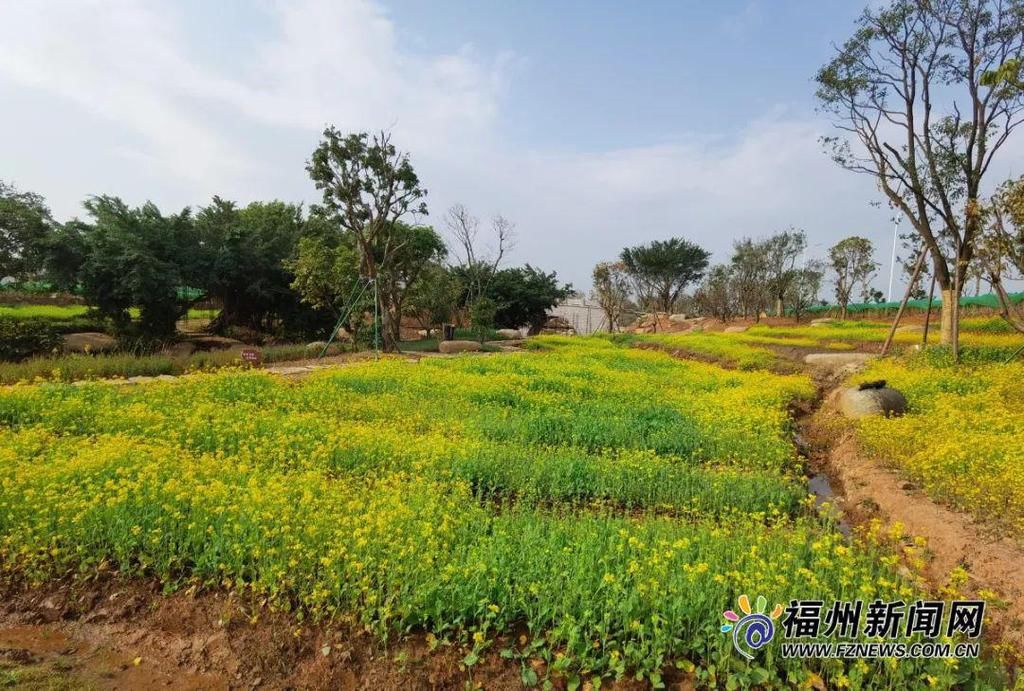 老年|假期余额不足，快去赏花！（附攻略）