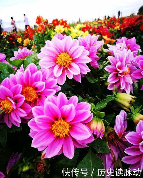 推荐10款小草花,专为阳台而生,花色艳丽,值得拥有!