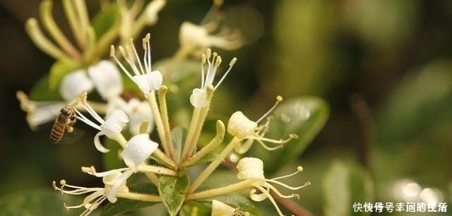 寒性|蒲公英,被称为“药草皇后”,谨记“五搭配、四禁忌”,别再犯错