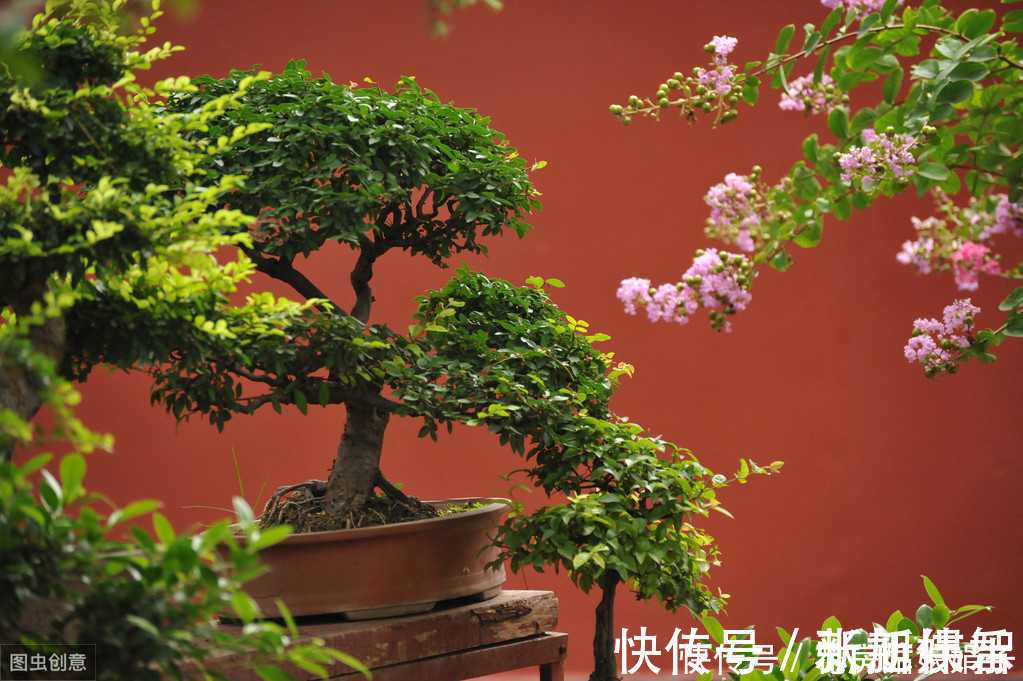 盆景|树木盆景是怎么矮化的?8个方法助你的盆景成为“活着的艺术”