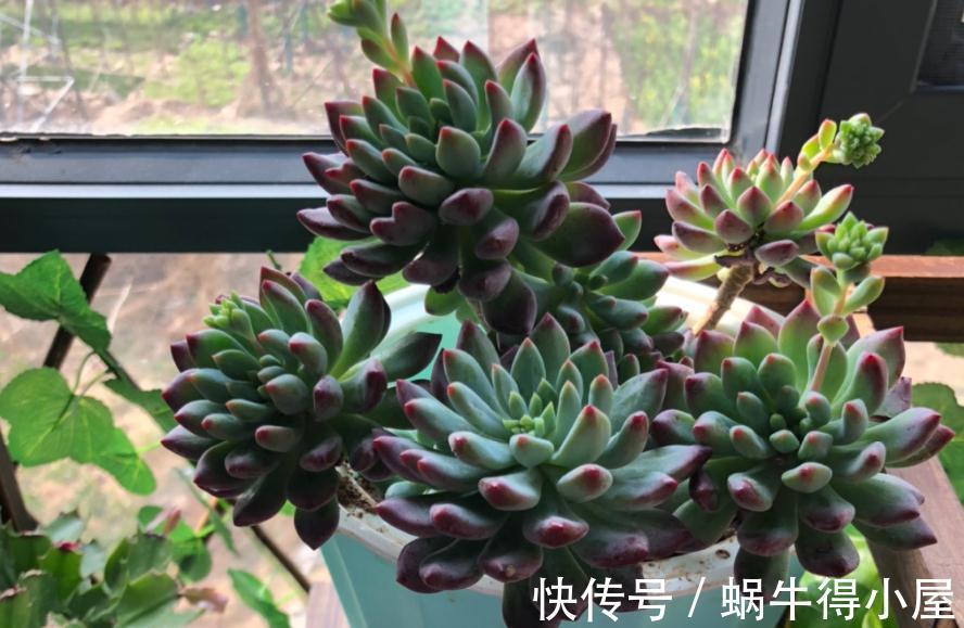 光照|哪些因素会影响到多肉蓝苹果出状态？此3点，不容忽视！