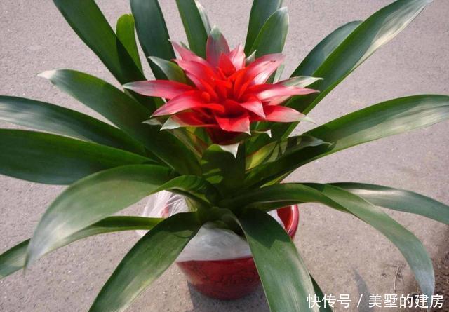 这三种花千万不能晒,一晒就变黄,再也救不过来