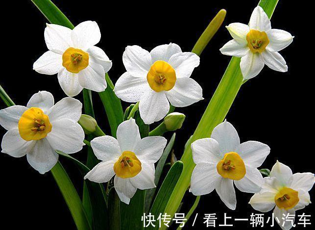 农历九月二十五霜降后，养什么花？以下3种花，吉祥如意财运滚滚